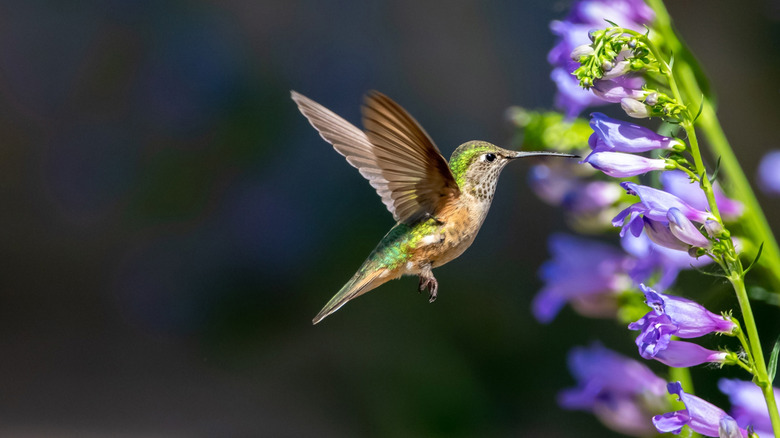 Hummingbird drinking from purple penstemon flowers