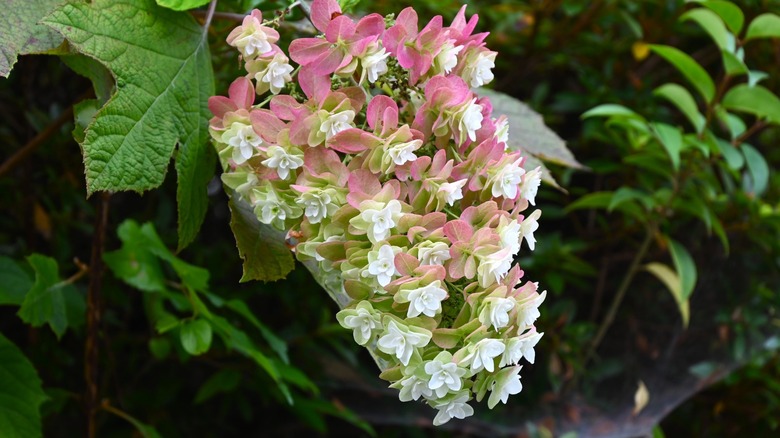Hydrangea quercifolia