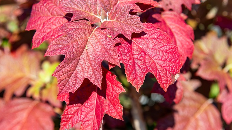 Hydrangea quercifolia leaves during fall