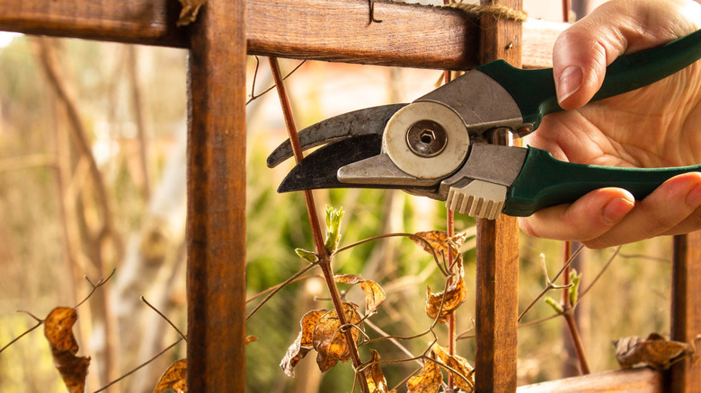 Pruning clematis growing on trellis