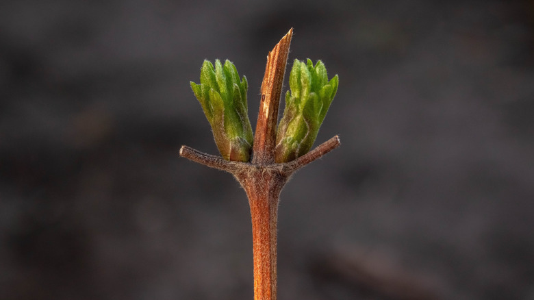 Pruned clematis beginning to bloom