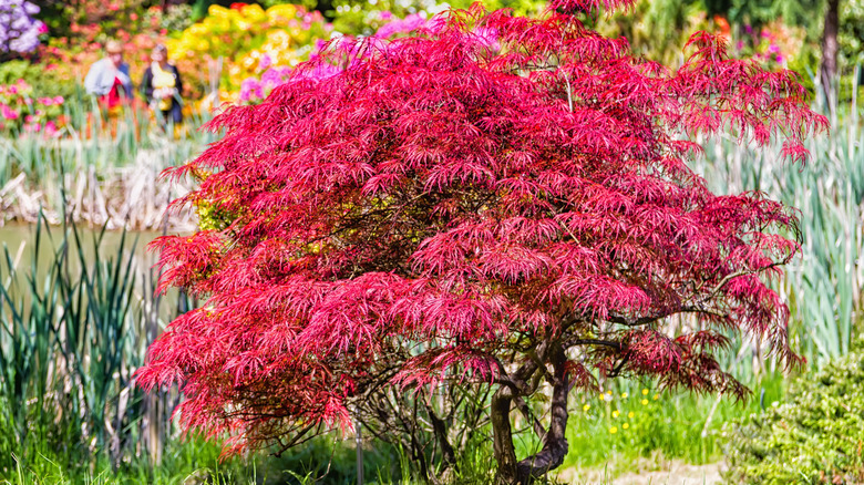 red laceleaf Japanese maple tree in a colorful garden with people walking in the background.