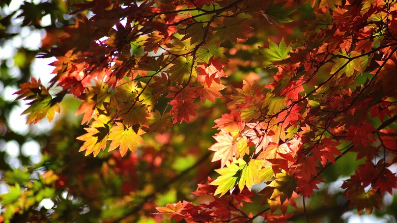 Colorful red and green maple leaves on a tree.