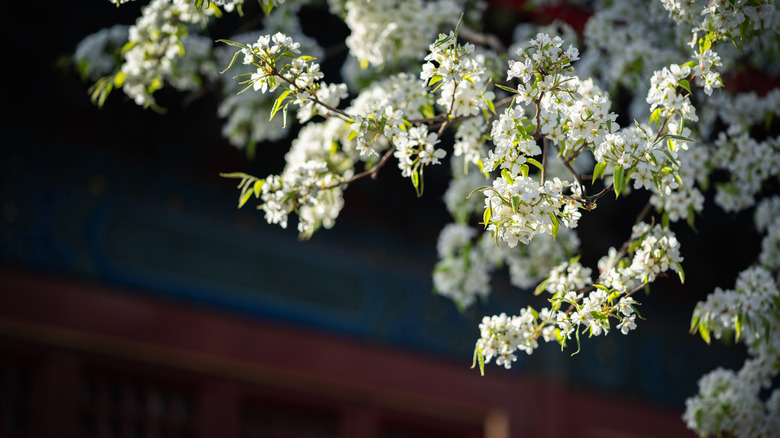 Blossoming Callery Pear