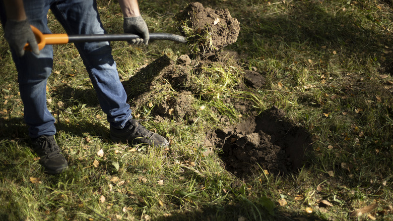 Gardiner digging up a tree