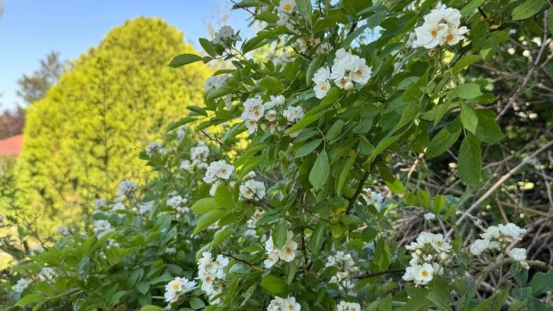white multiflora roses