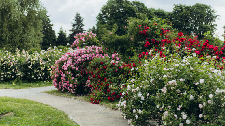 rose garden with red, white, and pink roses