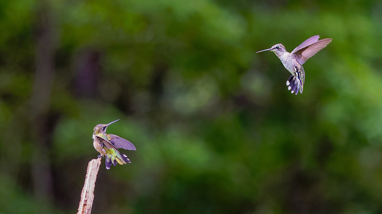 hummingbirds with green background