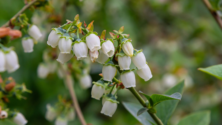 blueberry bush blossoms