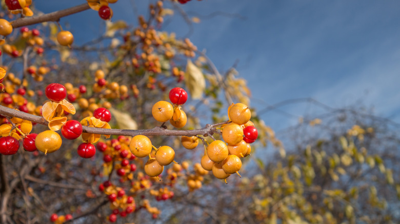 A closeup of American bittersweet berries in the fall