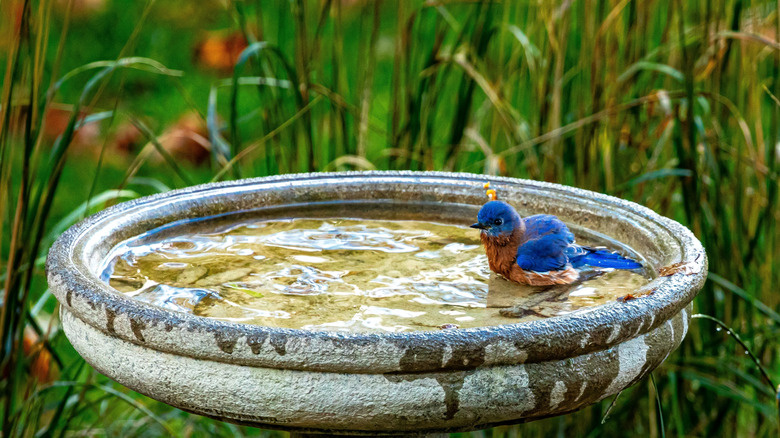 Bird in a concrete or stone bath