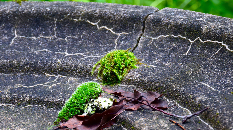 Cracked birdbath close up