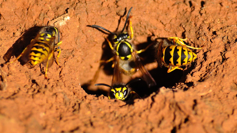 Yellowjackets gathered around hole