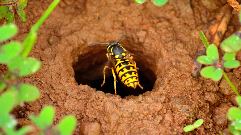 Yellowjacket sitting at hole of nest