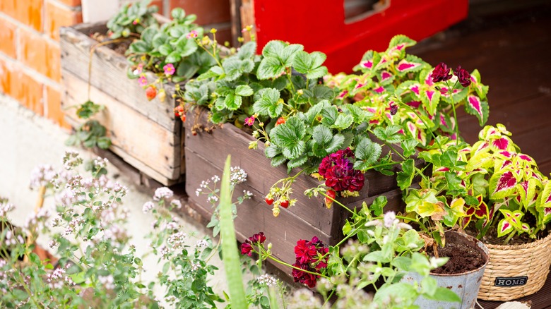 Potted plants on porch