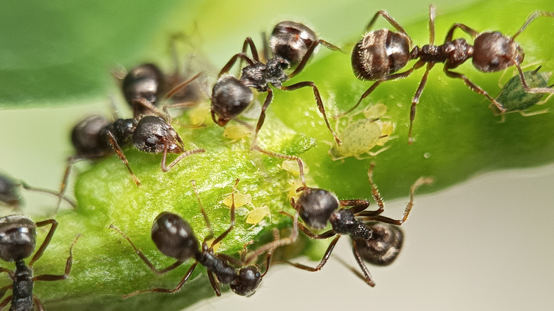 Ants eating aphids off a plant