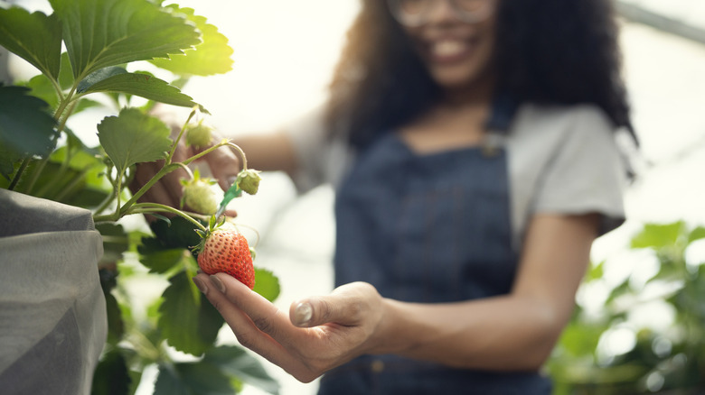 Smiling woman harvesting strawberries by hand