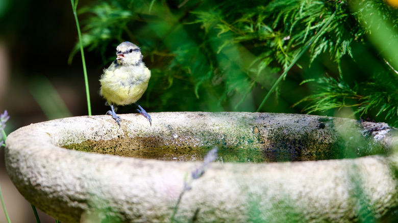 Small bird drinking from a birdbath