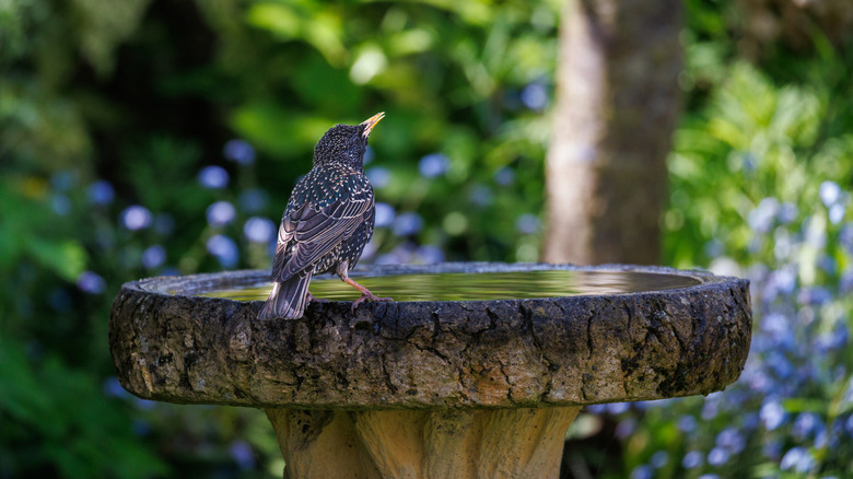 Bird drinking from a birdbath