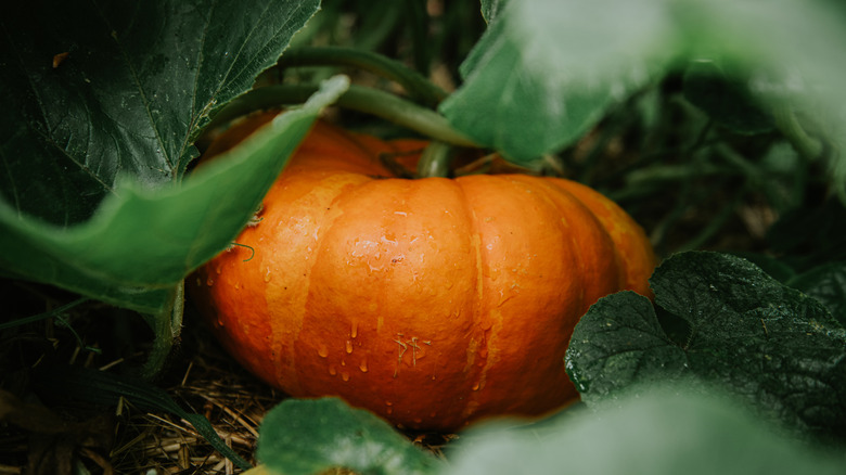 Close-up of a ripe, bright orange pumpkin on the vine