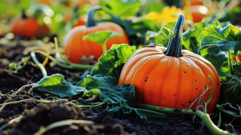 A ripe pumpkin in a home garden