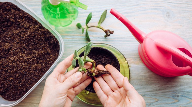 two hands taking a jade stem cutting to transfer into soil with water pot nearby