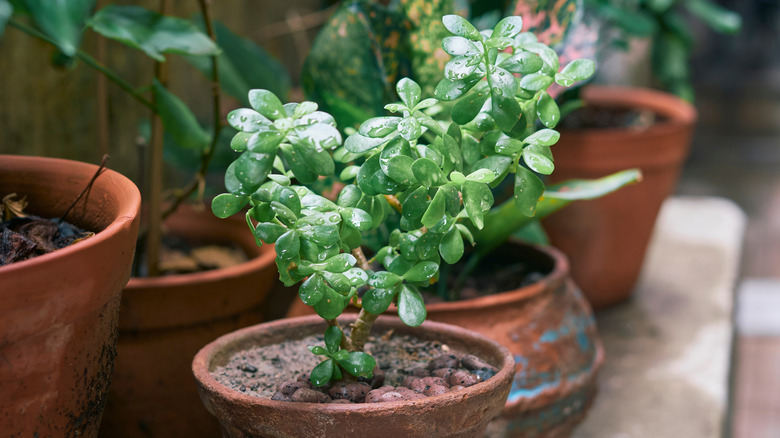 jade plant in a pot with several other potted plants behind it