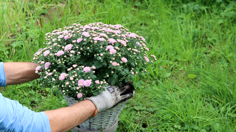 Gardener handles mums
