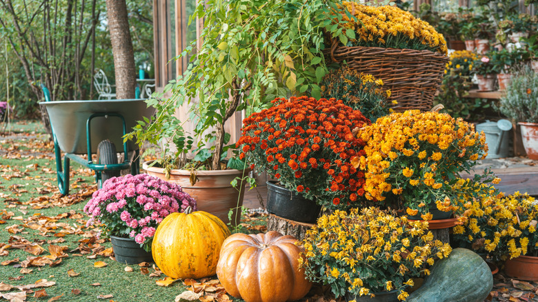 Potted mums on display with pumpkins and gourds