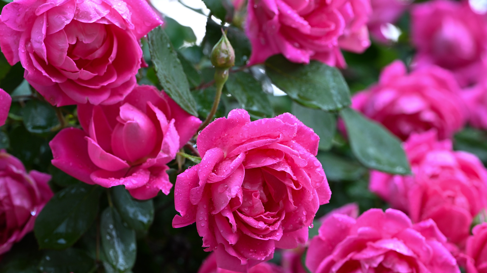 The Best Method For Watering Your Roses
