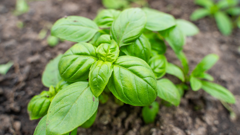 Basil growing in garden