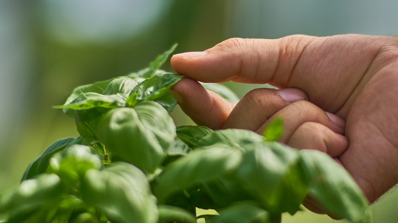 Gardener inspecting a small basil leaf