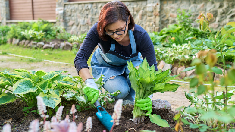 Woman planting hostas