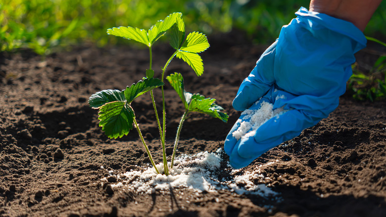 Applying fertilizer to garden plant
