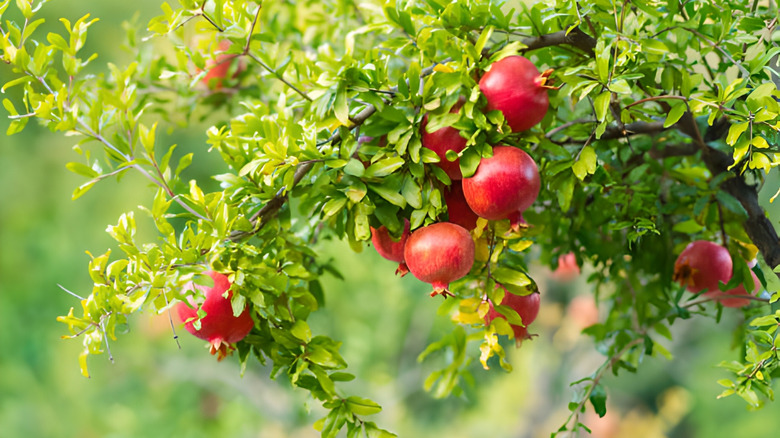 Ripe pomegranates on a tree