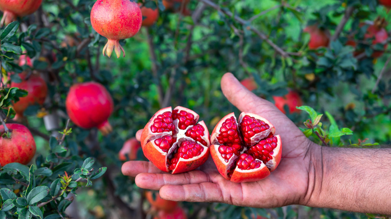 Person holding fresh sliced pomegranates in front of a pomegranate tree