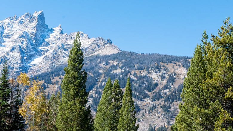 Trees and mountains at Grand Teton National Park