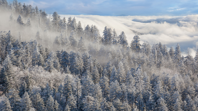 Snow-draped trees and mist at the Great Smoky Mountains National Park