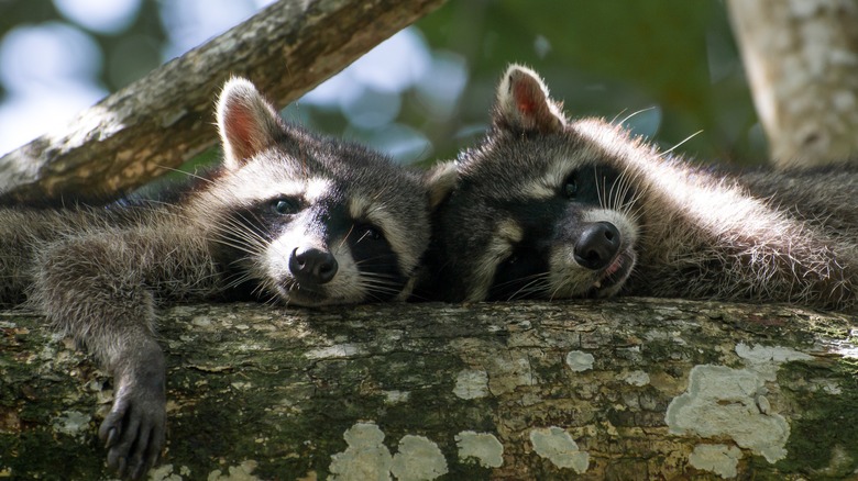 Two raccoons on a branch