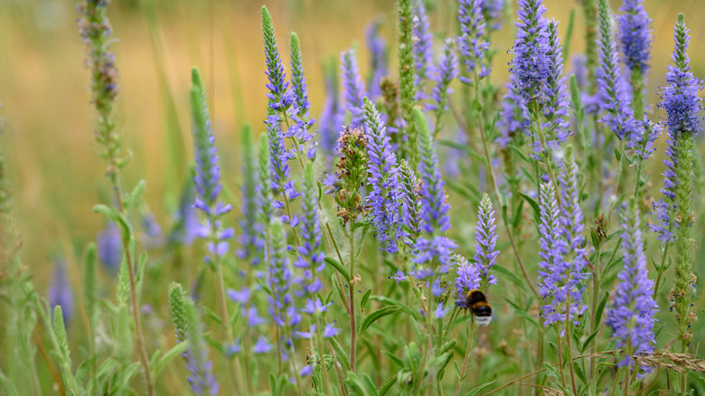 Bee pollinating speedwells