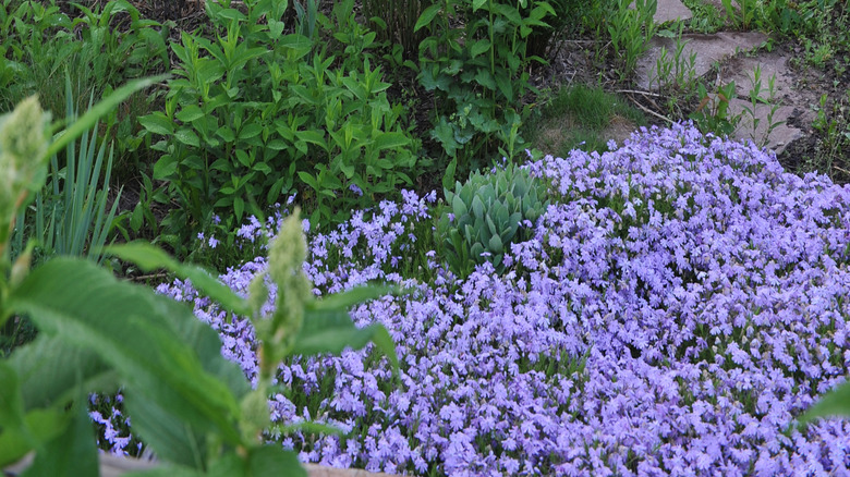 Spring garden with bluestars and moss phlox flowers