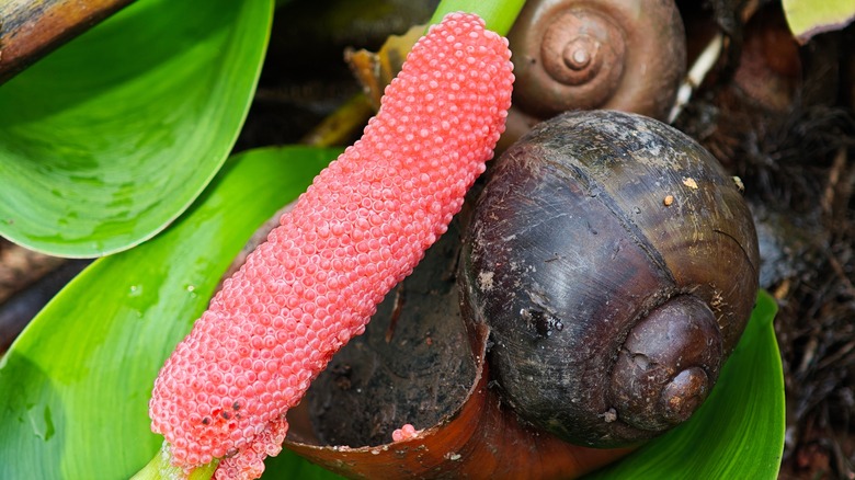 Apple snail eggs and shell