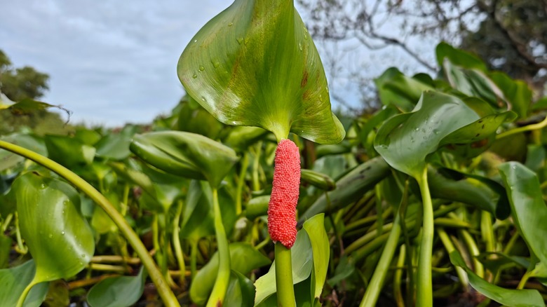 An aquatic plant with pink apple snail eggs on it
