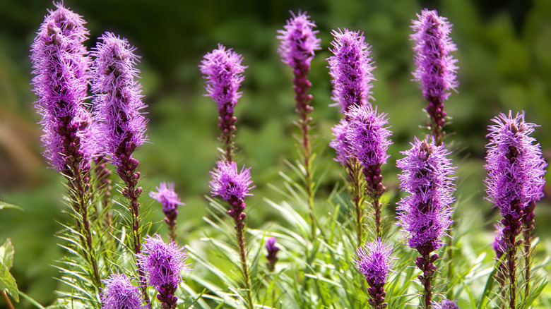 Blazing star growing