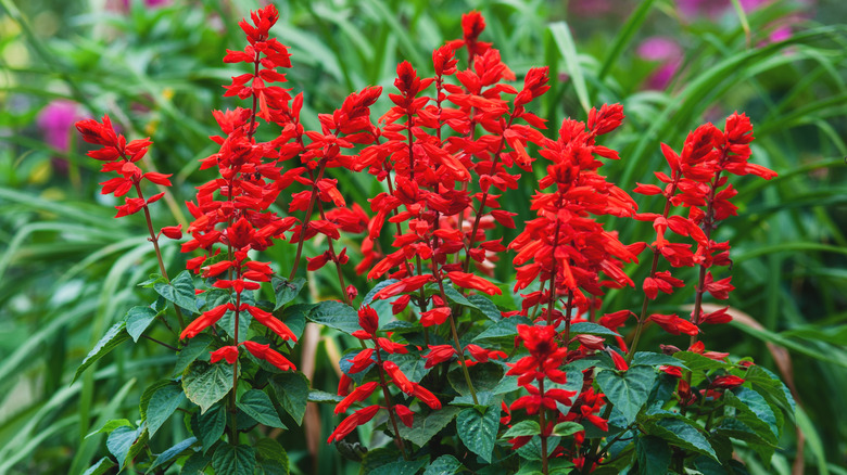 Scarlet sage in full bloom