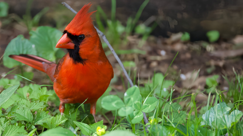 Bright red male cardinal on the grass