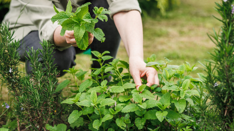 picking lemon balm leaves from a plant