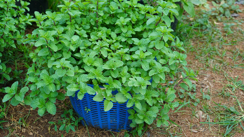 lemon balm growing in a container