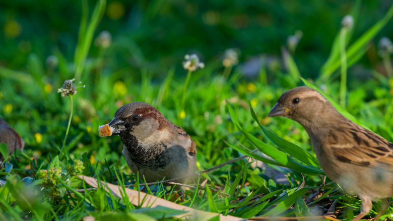 sparrows eating in the yard