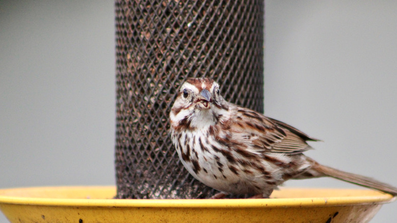 Finch eating nyjer seeds out of a bird feeder